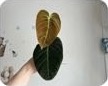 Филодендрон меланохризум, замиокулькас