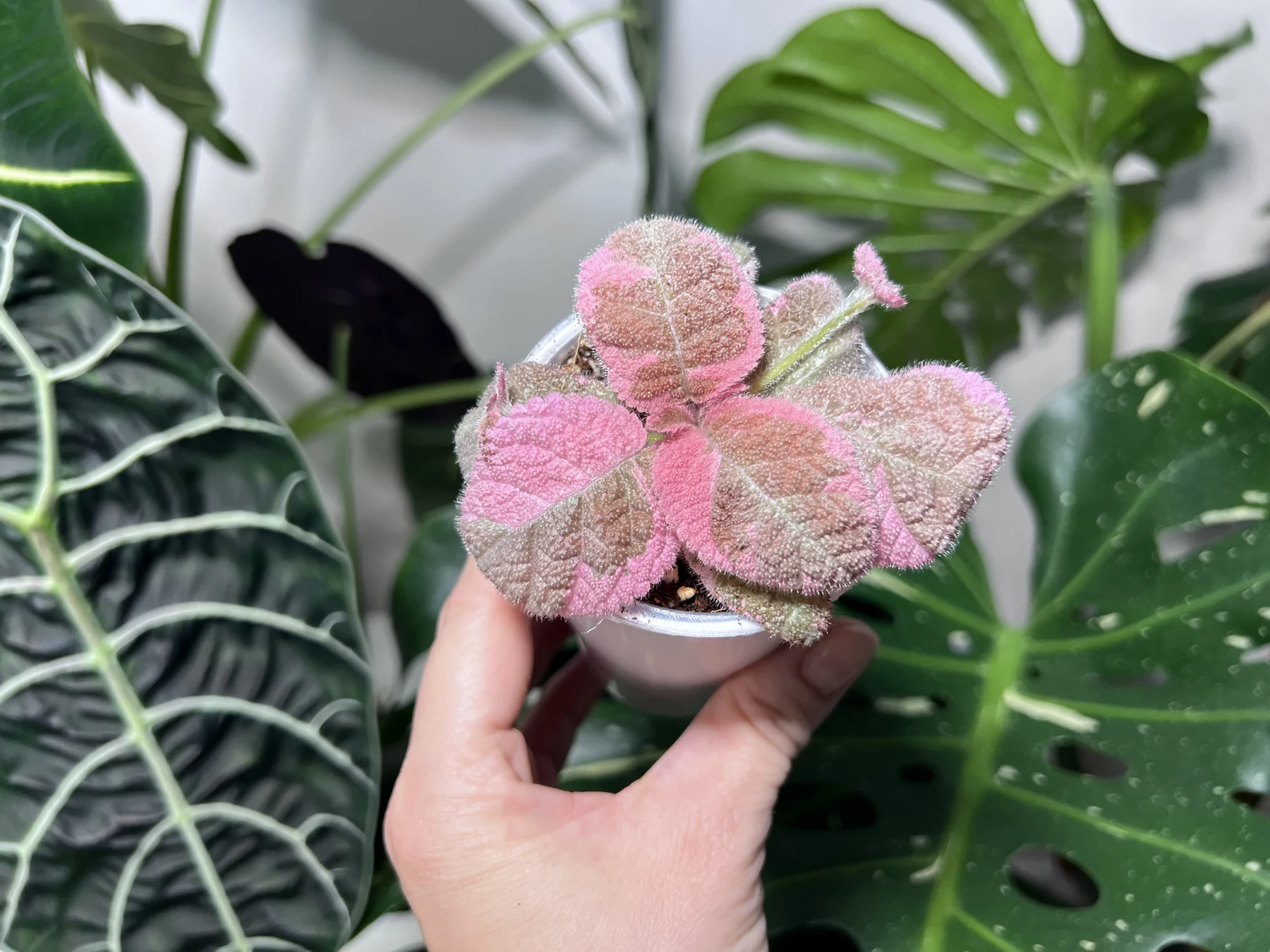эписция pink smoke