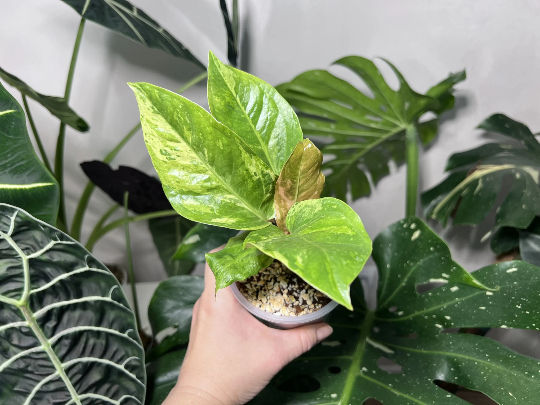 Антуриум Hookeri pink variegated