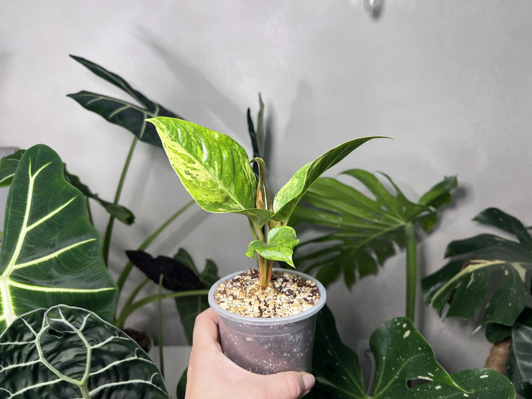 Антуриум Hookeri pink variegated