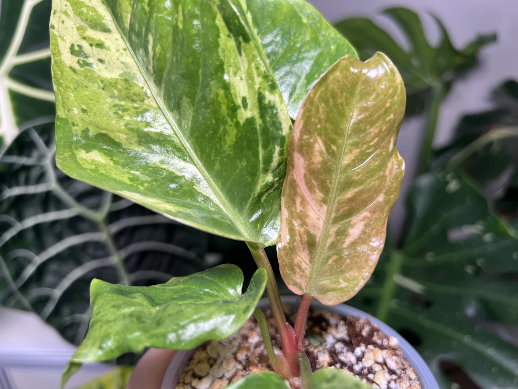 Антуриум Hookeri pink variegated